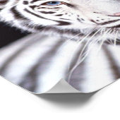 White Bengalisch Tiger Fotografy Poster (Ecke)