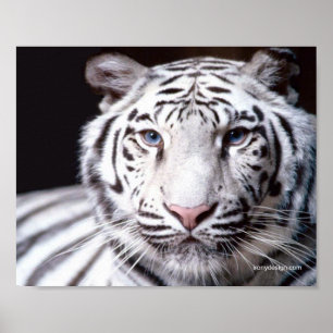 White Bengalisch Tiger Fotografy Poster