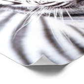 White Bengalisch Tiger Fotografy Poster (Ecke)