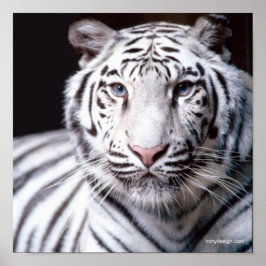 White Bengalisch Tiger Fotografy Poster