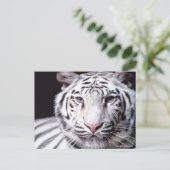 White Bengalisch Tiger Fotografy Postkarte (Stehend Vorderseite)