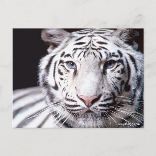 White Bengalisch Tiger Fotografy Postkarte (Vorderseite)