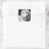 White Bengalisch Tiger Fotografy Quadratischer Aufkleber (Tasche)