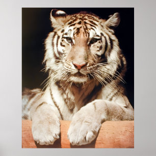 White Bengalisch Tiger Nah-up Wildlife Feline Anim Poster