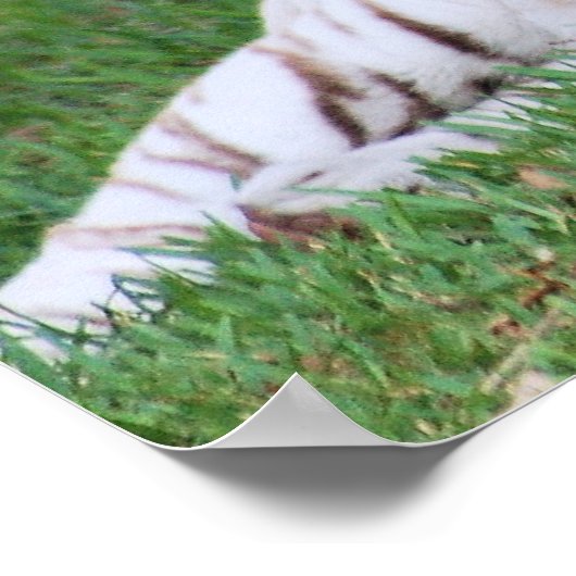 White Bengalisch Tiger Poster (Ecke)