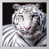 White Bengalisch Tiger Poster (Vorne)