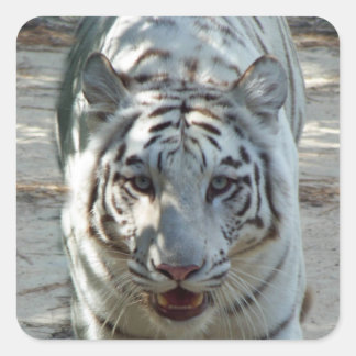 White Bengalisch Tiger Quadratischer Aufkleber