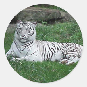 White Bengalisch Tiger Runder Aufkleber