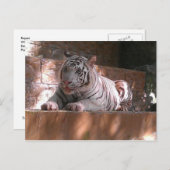 White Bengalisch Tiger, Trinidad Postcard Postkarte (Vorne/Hinten)