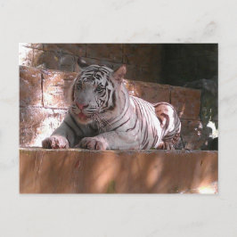 White Bengalisch Tiger, Trinidad Postcard Postkarte