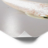 White Betta Fish Fotodruck (Ecke)