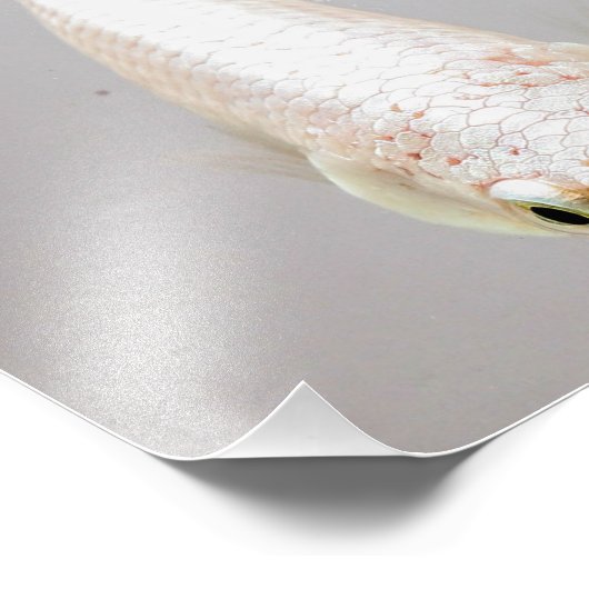 White Betta Fish Fotodruck (Ecke)