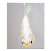 White Betta Fish Fotodruck (Vorne)