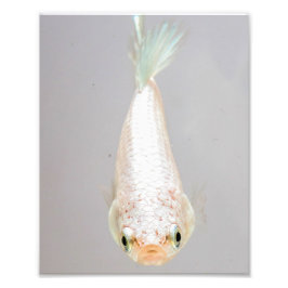 White Betta Fish Fotodruck
