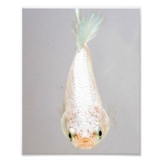 White Betta Fish Fotodruck