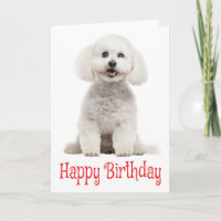 White Bichon Frise Welpe Hund Red Happy Geburtstag