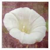 White Bindweed - Der wilde, ewige Morgenherrn Fliese (Vorderseite)