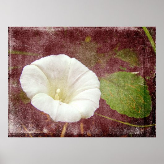 White Bindweed - Der wilde, ewige Morgenherrn Poster (Vorne)