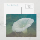 White Bindweed - Der wilde, ewige Morgenherrn Postkarte (Vorne/Hinten)