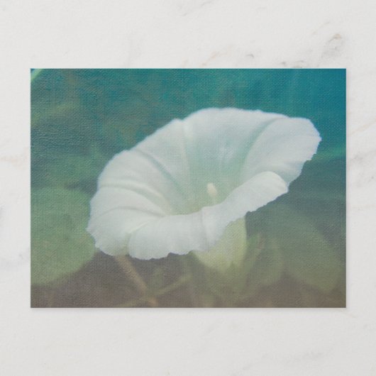 White Bindweed - Der wilde, ewige Morgenherrn Postkarte (Vorderseite)