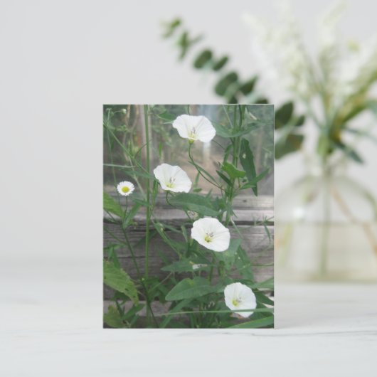 White Bindweed Postkarte (Stehend Vorderseite)