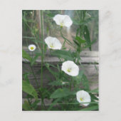 White Bindweed Postkarte (Vorderseite)