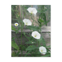 White Bindweed