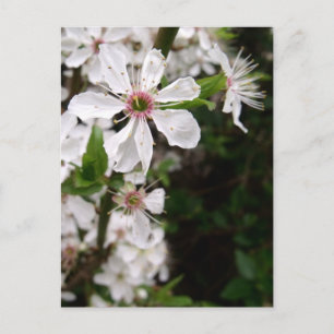 White Blackthorn Blossom Postkarte