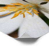 White Bloodroot Blume Nah Up Mirror Abstrakt Poster (Ecke)