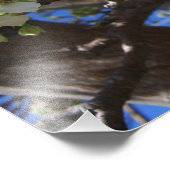 White Blossom Cluster Frühlingsblühende Birnbaum Fotodruck (Ecke)