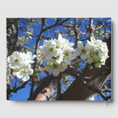 White Blossom Cluster Frühlingsblühende Birnbaum Gästebuch (Rückseite)