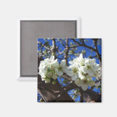 White Blossom Cluster Frühlingsblühende Birnbaum Magnet (Vorderseite/Rückseite)