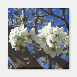 White Blossom Cluster Frühlingsblühende Birnbaum Magnet