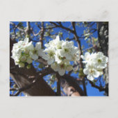 White Blossom Cluster Frühlingsblühende Birnbaum Postkarte (Vorderseite)