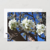 White Blossom Cluster Frühlingsblühende Birnbaum Postkarte (Vorne/Hinten)