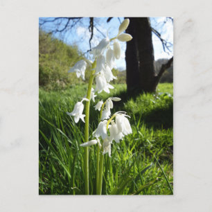 White Bluebells Postcard Postkarte