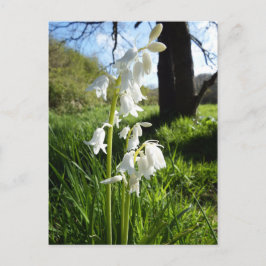 White Bluebells Postcard Postkarte
