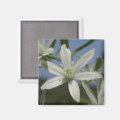 White Blume Magnet (Vorderseite/Rückseite)