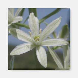 White Blume Magnet