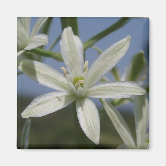 White Blume Magnet (Vorne)