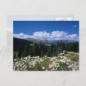 White Boreas Pass, Breckenridge Blume Postkarte (Vorne/Hinten)