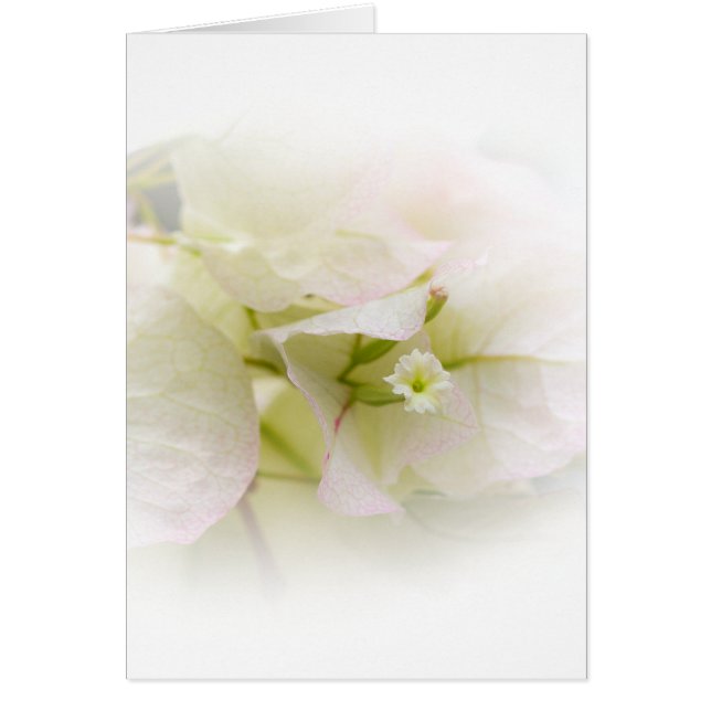 White Bougainvillea Blank Card (Vorne)