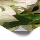 White Bougainvillea Blume Poster (Ecke)