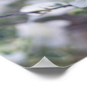 White Bougainvillea Poster (Ecke)