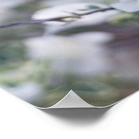 White Bougainvillea Poster (Ecke)