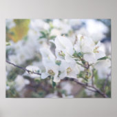 White Bougainvillea Poster (Vorne)