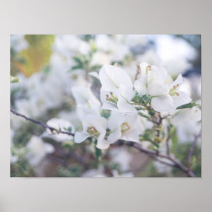 White Bougainvillea Poster