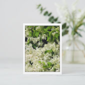 White Bougainvillea Postkarte (Stehend Vorderseite)