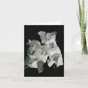 White Bougainvillia Foto Faltschachtel