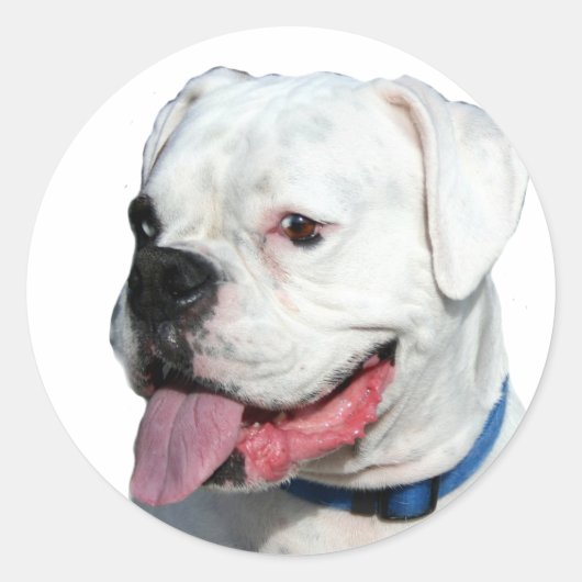 White Boxer Aufkleber (Vorderseite)